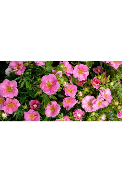 Перстач кущовий Беліссіма квіти